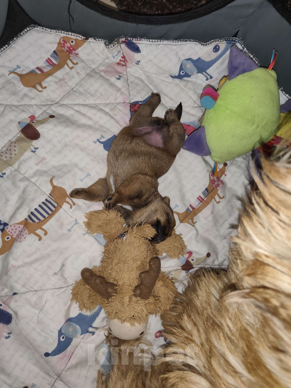 Собаки в Красноярске: Щенки норфолк терьера Девочка, 100 000 руб. - фото 4