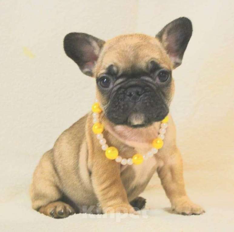 Собаки в Москве: Французский бульдог,девочка Девочка, 130 000 руб. - фото 5