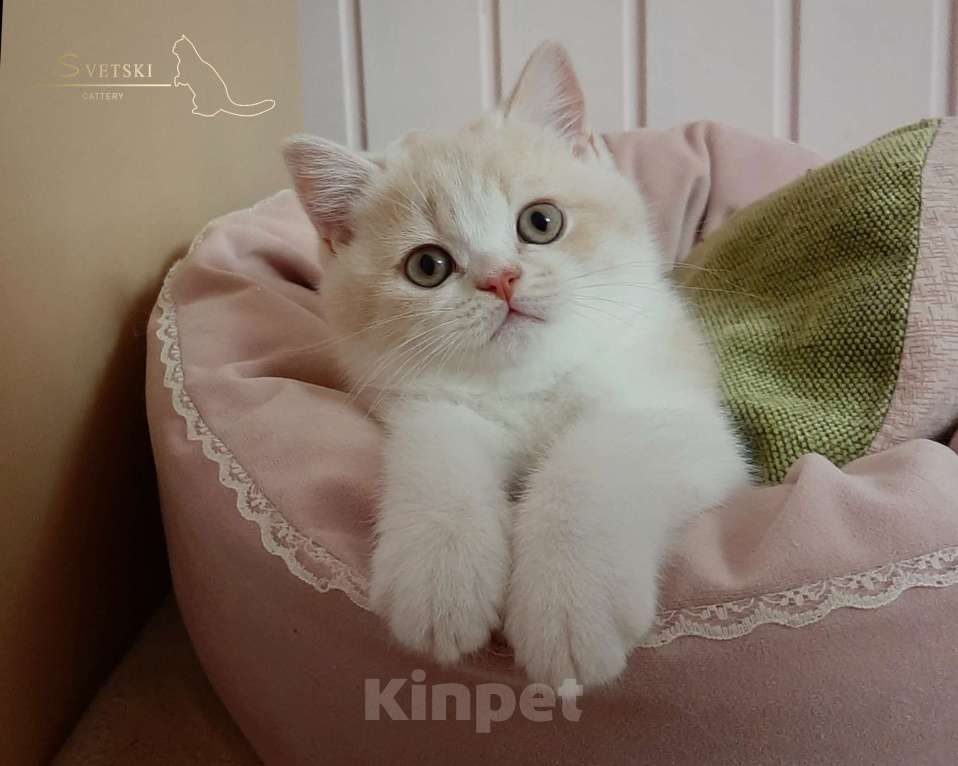 Кошки в Москве: Британские котята кремовые  Мальчик, 40 000 руб. - фото 2