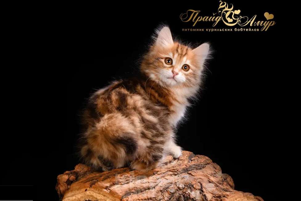 Кошки в Москве: Кошечка золотая Курильского Бобтейла Девочка, Бесплатно - фото 1