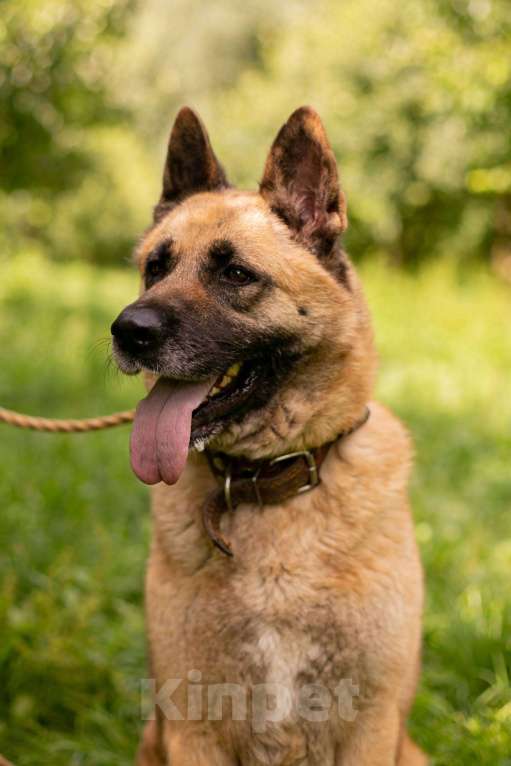 Собаки в Москве: Айта Девочка, Бесплатно - фото 5