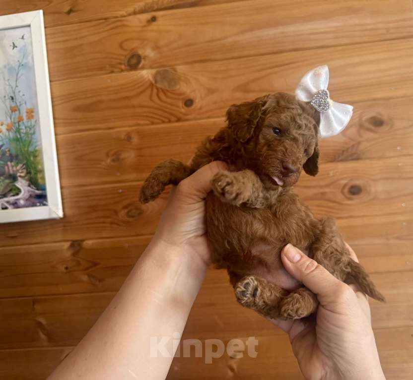 Собаки в Москве: Той пудель Мелкая миниатюра Разнополые, 60 000 руб. - фото 4
