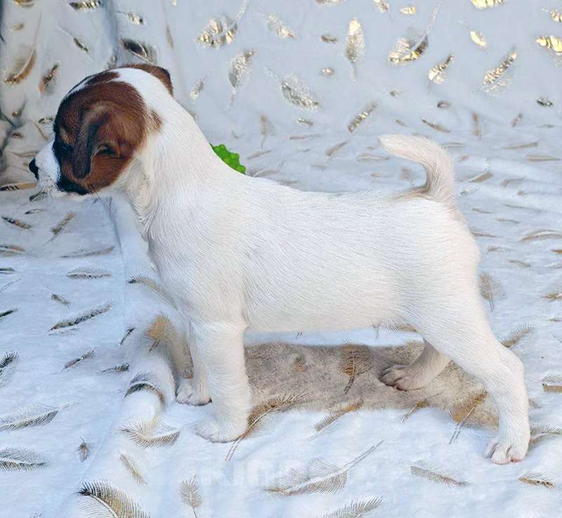 Собаки в других городах Московской области: мальчик Парсон Рассел терьера Мальчик, 45 000 руб. - фото 4