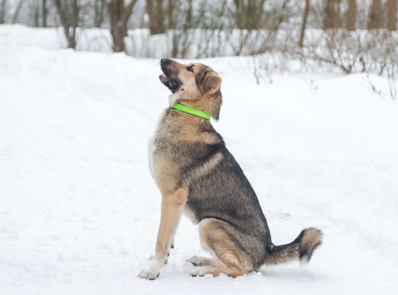 Собаки в Москве: Добрый и ласковый молодой пёс Джек в добрые руки Мальчик, 1 руб. - фото 8