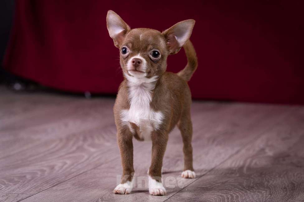 Собаки в Балашихе: Мини мальчик шоколадный чихуахуа  Мальчик, 40 000 руб. - фото 3