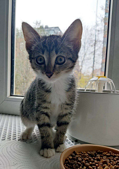 котенок-энерджайзер Елизавета ищет дом
