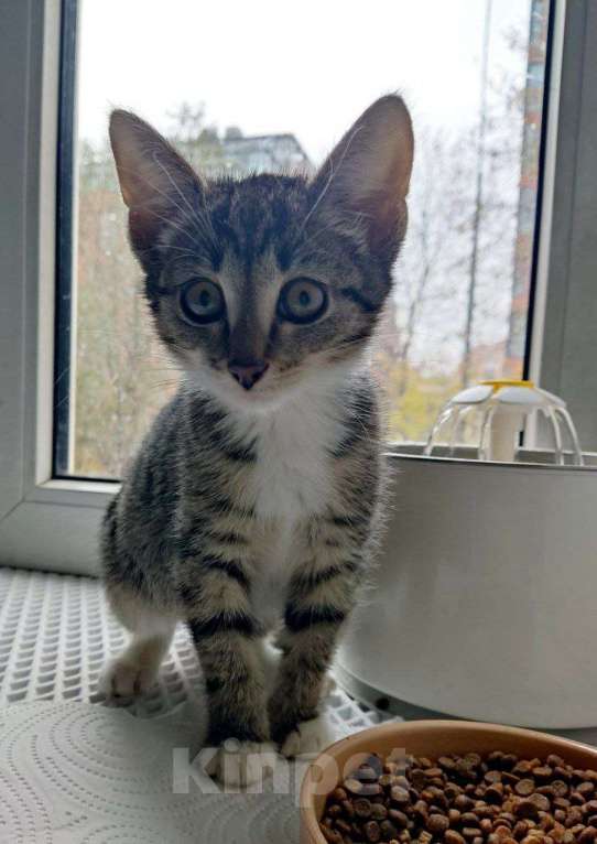 Кошки в Москве: котенок-энерджайзер Елизавета ищет дом Девочка, 10 руб. - фото 1