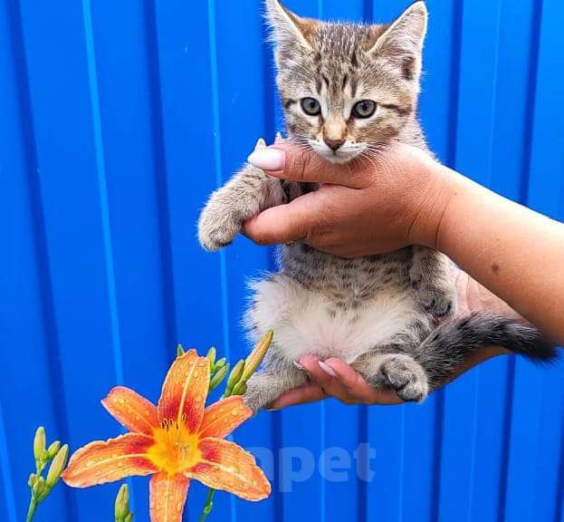 Кошки в Воронеже: Продаю котят помесь Мейн-кун сибирки Девочка, 300 руб. - фото 1