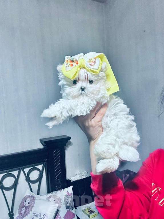 Собаки в Москве: Девочка беби фейс Корея Девочка, Бесплатно - фото 1