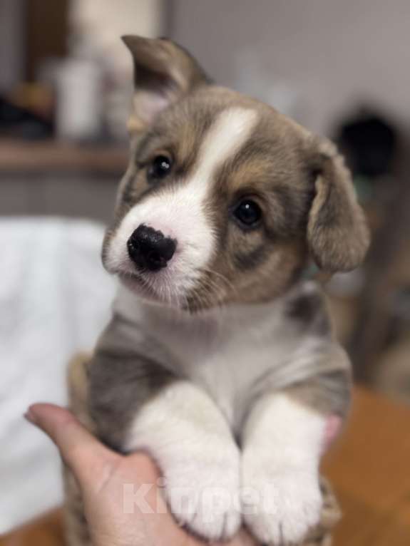 Собаки в Курске: Вельш корги кардиган  Мальчик, 60 000 руб. - фото 2