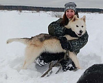 Собаки в других городах Московской области: Собака ждет дружную семью Мальчик, Бесплатно - фото 3