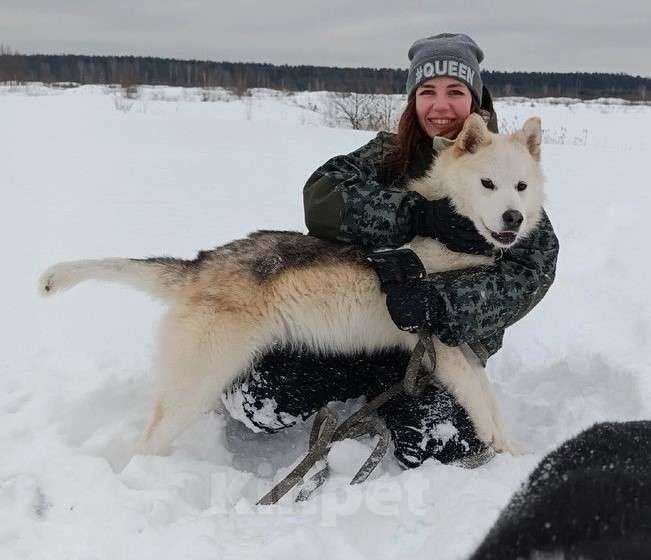 Собаки в других городах Московской области: Собака ждет дружную семью Мальчик, Бесплатно - фото 3
