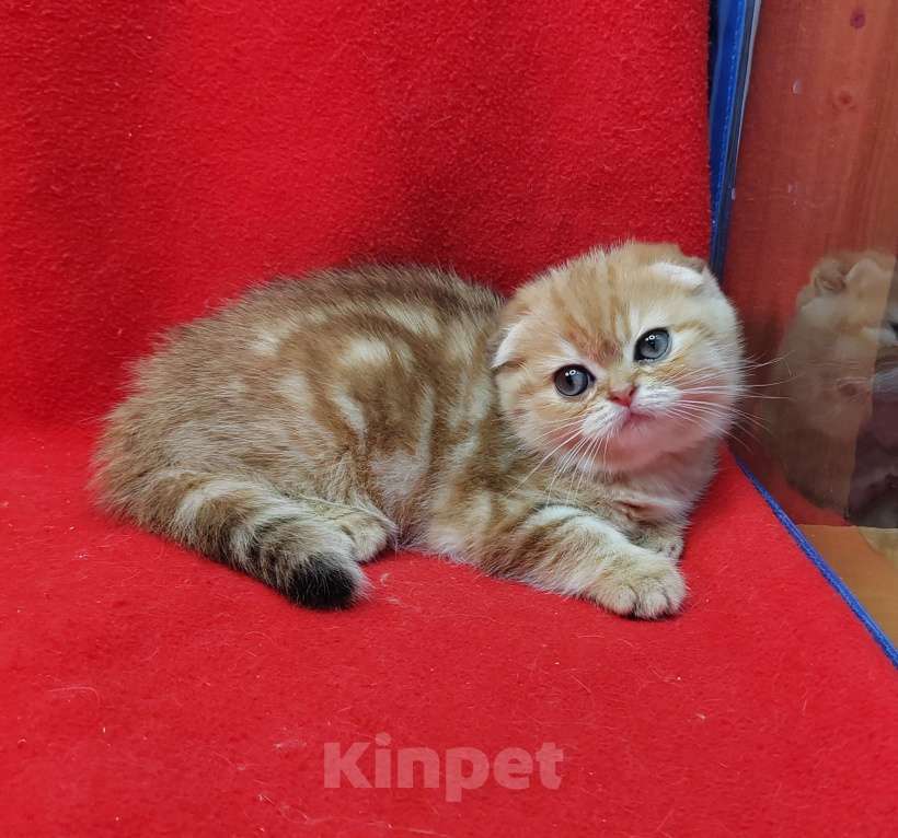 Кошки в Москве: Золотая мраморная девочка Девочка, 40 000 руб. - фото 1