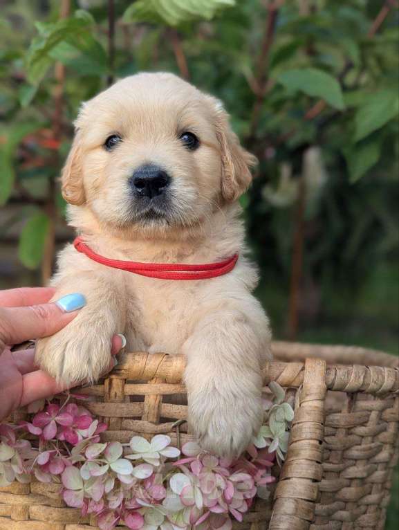 Собаки в Ижевске: Праймис Анима Вичи Девочка, 65 000 руб. - фото 6