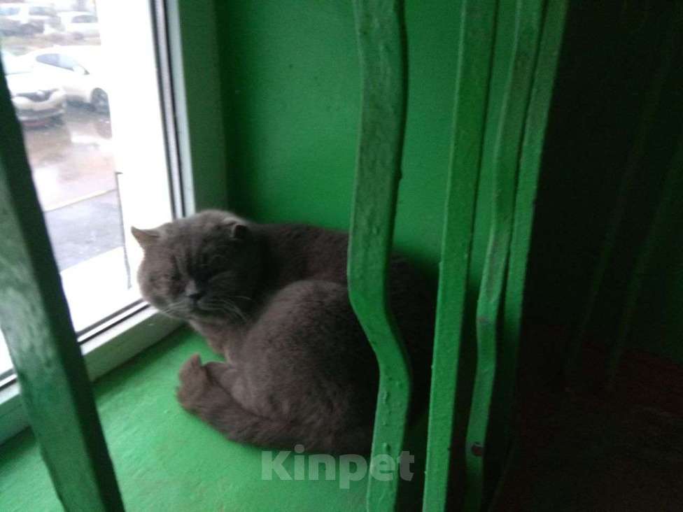 Кошки в Новомосковске: найден кот Мальчик, 1 руб. - фото 1