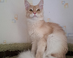 Кошки в Москве: Котенок мейн-кун Мальчик, 25 000 руб. - фото 2