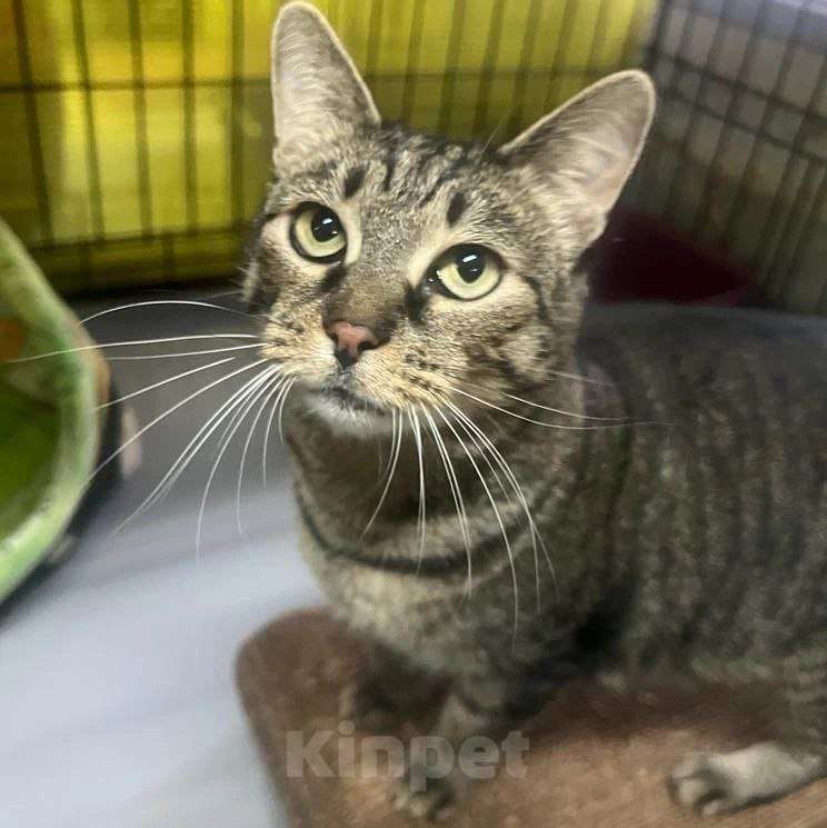 Кошки в Москве: Спасите Шерил из клеточки! Девочка, Бесплатно - фото 3