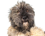 Собаки в Москве: Ласковый небольшой бородатик Нюша в добрые руки Девочка, 1 руб. - фото 1