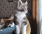 Кошки в Москве: Котята мейн кун Мальчик, 30 000 руб. - фото 3