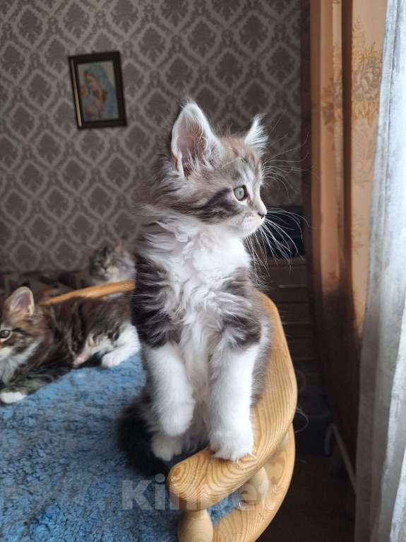 Кошки в Москве: Котята мейн кун Мальчик, 30 000 руб. - фото 3