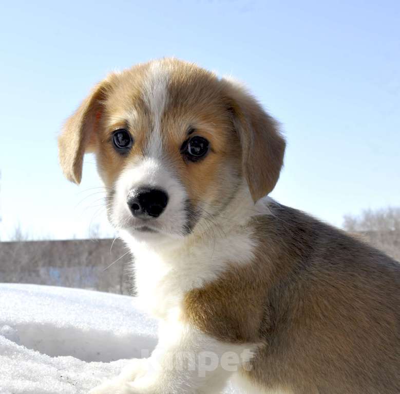 Собаки в Новосибирске: Вельш Корги Пемброк Мальчик, 60 000 руб. - фото 2