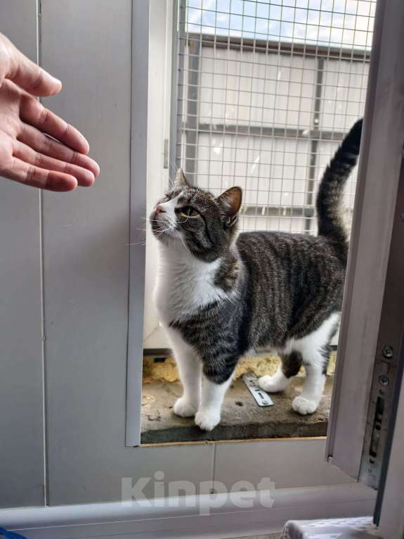 Кошки в Санкт-Петербурге: Шарлотта — ласковая кошка, кокетка, красотка Девочка, Бесплатно - фото 3