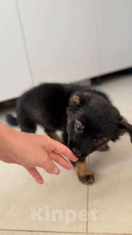 Собаки в других городах Московской области: Малыш Чип ищет родителей  Мальчик, Бесплатно - фото 2