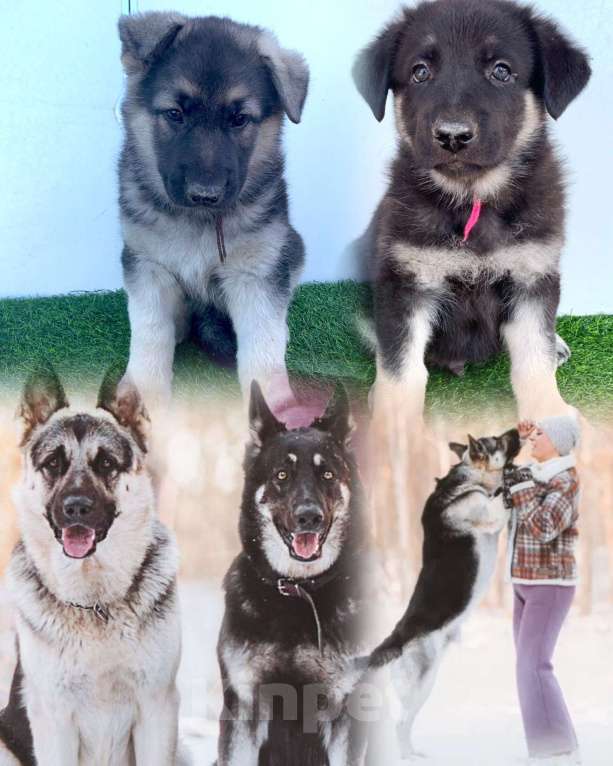 Собаки в других городах Амурской области: Щенки восточноевропейской овчарки, ВЕО, овчарки Девочка, 30 000 руб. - фото 3