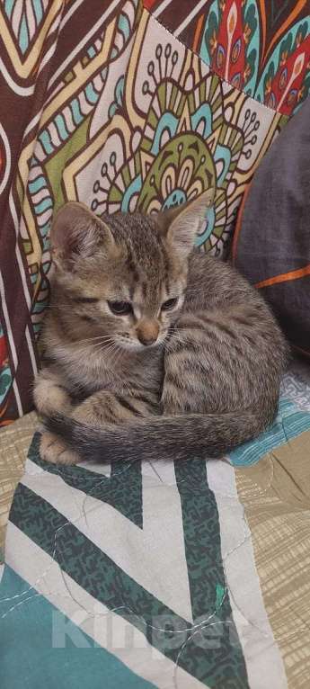 Кошки в Москве: Ласковый котёнок, приучен к лотку Мальчик, Бесплатно - фото 3