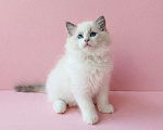 Кошки в Пензе: Котёнок девочка породы Рэгдолл - Bella Девочка, 65 000 руб. - фото 2
