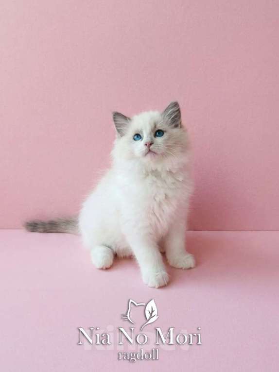 Кошки в Пензе: Котёнок девочка породы Рэгдолл - Bella Девочка, 65 000 руб. - фото 2