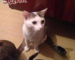 Кошки в Полярном: Кошка стерилизованная и кот, Бесплатно - фото 1