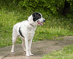 Собаки в Москве: Статный белый красавец пёс Боня в добрые руки Мальчик, 1 руб. - фото 2