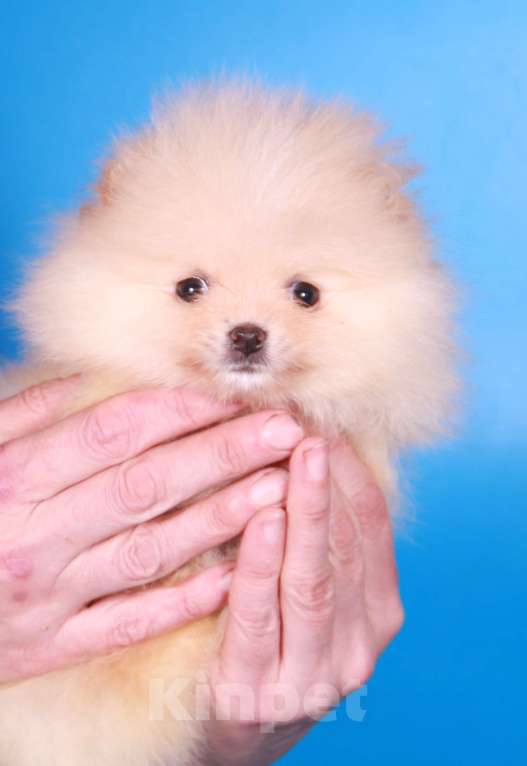 Собаки в Москве: померанский шпиц девочка супер мини Девочка, 50 000 руб. - фото 8