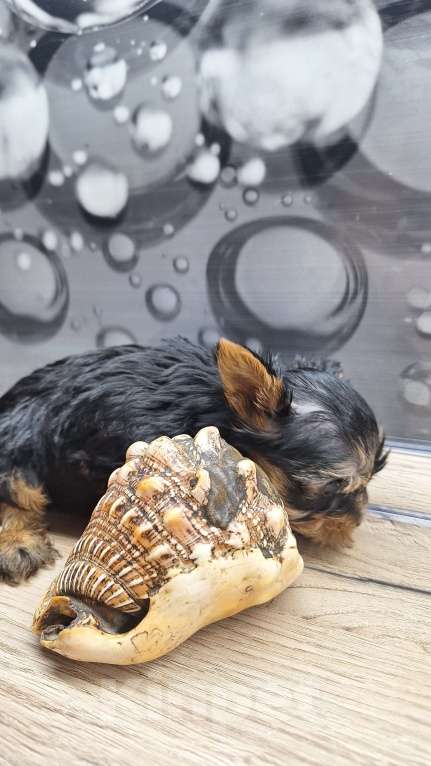 Собаки в других городах Московской области: Супер мини мальчик йорка Мальчик, 35 000 руб. - фото 2