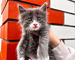 Кошки в Липецке: Отдам в добрые руки котенка. Добрый, ласковый и игривый Мальчик, Бесплатно - фото 2