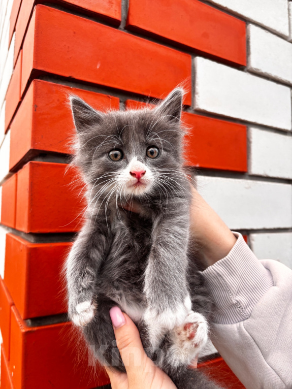 Кошки в Липецке: Отдам в добрые руки котенка. Добрый, ласковый и игривый Мальчик, Бесплатно - фото 2
