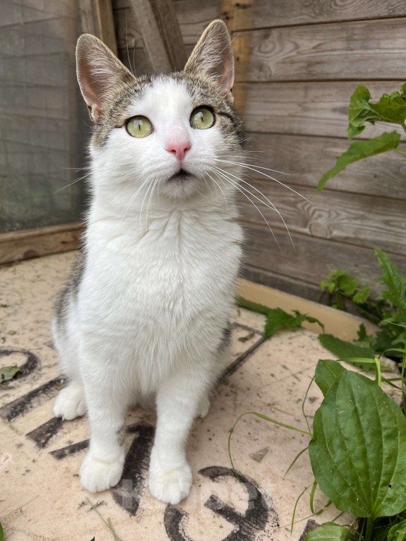 Кошки в Москве: Замечательная кошка Плюша в поиске дома Девочка, Бесплатно - фото 6