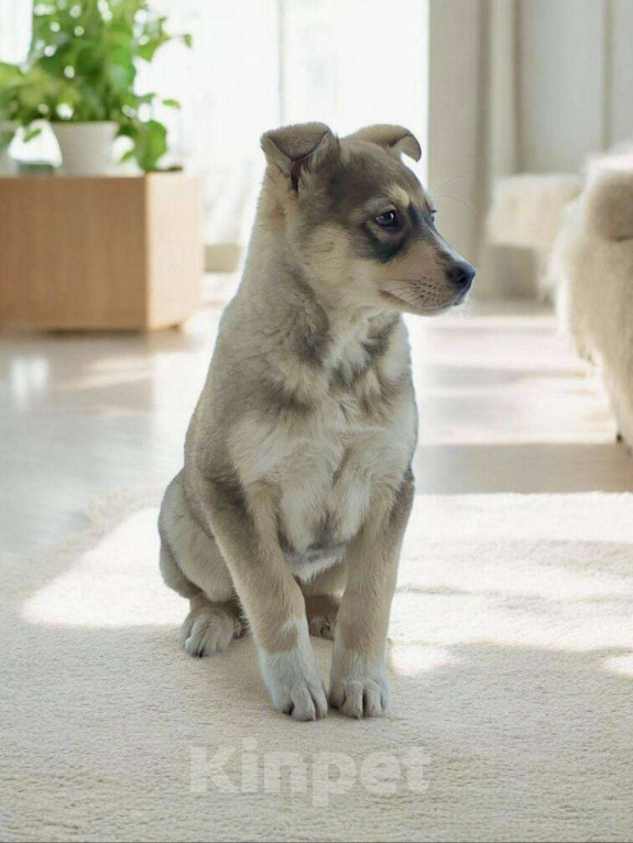 Собаки в Москве: Щенок Луна ищет дои Девочка, Бесплатно - фото 6