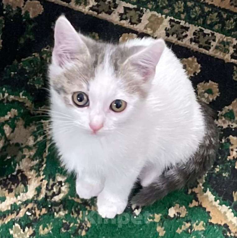 Кошки в Москве: Маленький котенок в добрые руки!  Мальчик, Бесплатно - фото 2