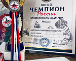 Собаки в Севастополе: Щенок Американского питбультерьера Мальчик, 75 000 руб. - фото 7