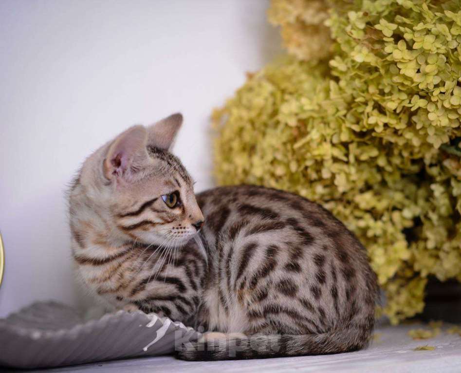 Кошки в Москве: бенгальский мальчик Мальчик, 45 000 руб. - фото 3