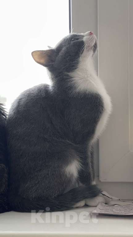 Кошки в Кудрово: Принцесса Марселла в поисках своего "королевства" :) Девочка, Бесплатно - фото 6