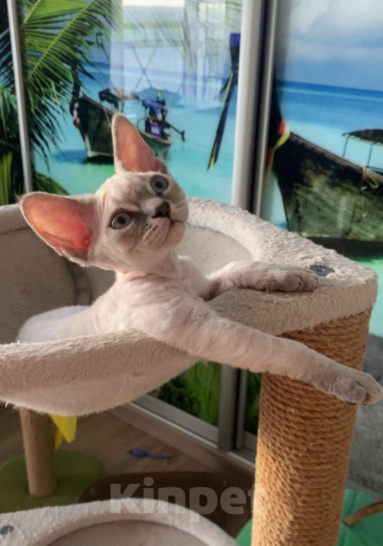 Кошки в Сочи: Котенок Девон рекс Мальчик, 55 000 руб. - фото 7