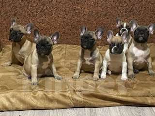 Собаки в Сочи: Продаются Щенки Французкого Бульдога Девочка, 35 000 руб. - фото 7