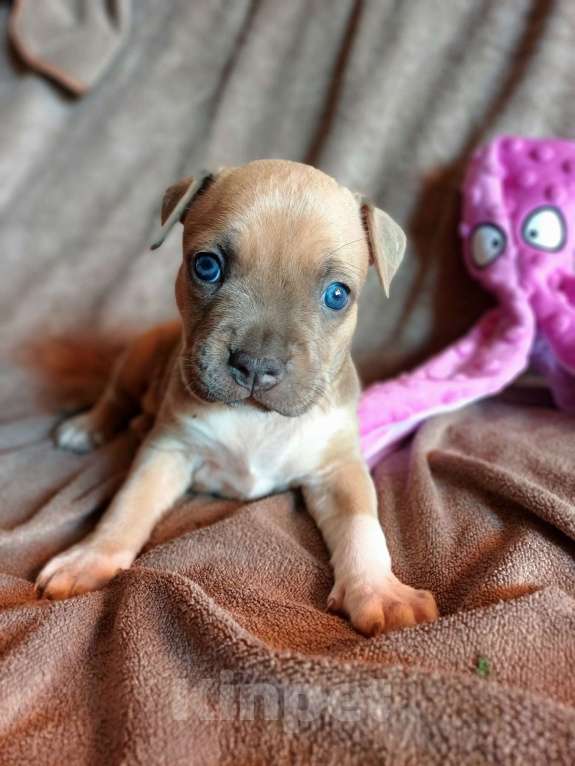 Собаки в Самаре: Мощные щенки амстаффа Девочка, 80 000 руб. - фото 9