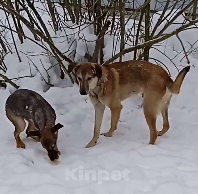 Кошки в Москве: Марсель ищет дом Мальчик, Бесплатно - фото 4