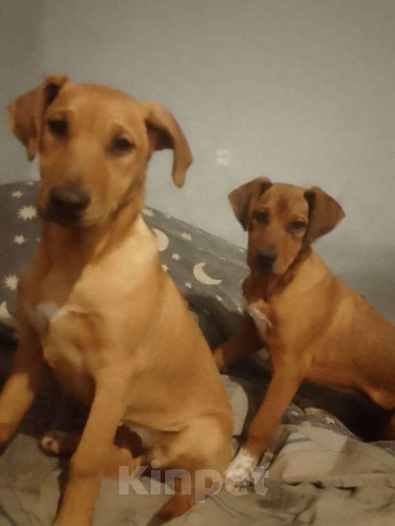 Собаки в Новосибирске: Девочки родезийский Девочка, 1 000 руб. - фото 1