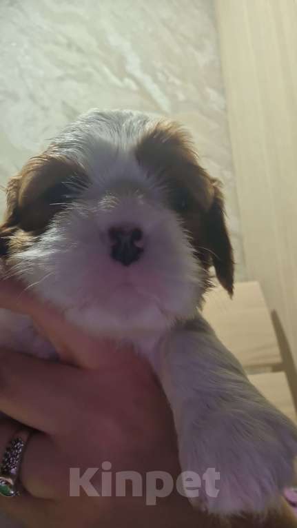 Собаки в Москве: Маленькая Принцесса) Девочка, 150 000 руб. - фото 3