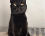 Кошки в Красногорске: Молодая кошка 1 год ищет дом Девочка, Бесплатно - фото 2